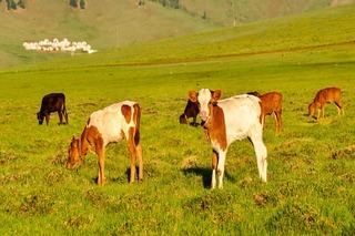 agricultura