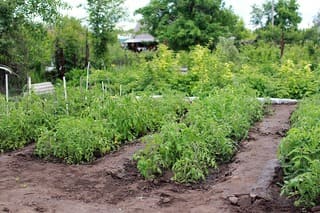 horta