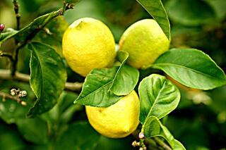 agricultura